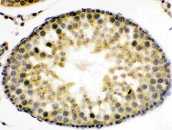 Invitrogen UPF3B Polyclonal Antibody 100 &mu;g; Unconjugated:Antibodies,