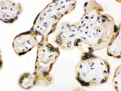 Invitrogen UPF3B Polyclonal Antibody 100 &mu;g; Unconjugated:Antibodies,