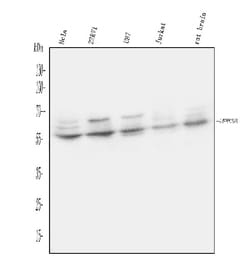 Invitrogen UPF3B Polyclonal Antibody 100 &mu;g; Unconjugated:Antibodies,