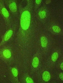 Invitrogen USP7 Polyclonal Antibody 100 &mu;g; Unconjugated:Antibodies,