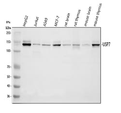 Invitrogen USP7 Polyclonal Antibody 100 &mu;g; Unconjugated:Antibodies,