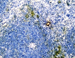 Invitrogen VCAM-1 (CD106) Polyclonal Antibody 100 &mu;g; Unconjugated:Antibodies,
