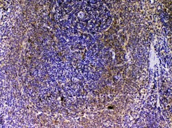 Invitrogen VEGFB Polyclonal Antibody 100 &mu;g; Unconjugated:Antibodies,