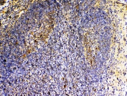 Invitrogen VEGFB Polyclonal Antibody 100 &mu;g; Unconjugated:Antibodies,
