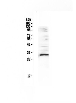 Invitrogen VEGFB Polyclonal Antibody 100 &mu;g; Unconjugated:Antibodies,
