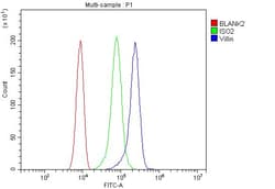 Invitrogen Villin Polyclonal Antibody 100 &mu;g; Unconjugated:Antibodies,