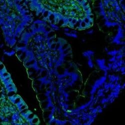 Invitrogen Villin Polyclonal Antibody 100 &mu;g; Unconjugated:Antibodies,