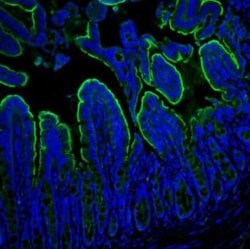 Invitrogen Villin Polyclonal Antibody 100 &mu;g; Unconjugated:Antibodies,
