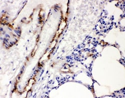 Invitrogen VWF Polyclonal Antibody 100 &mu;g; Unconjugated:Antibodies,