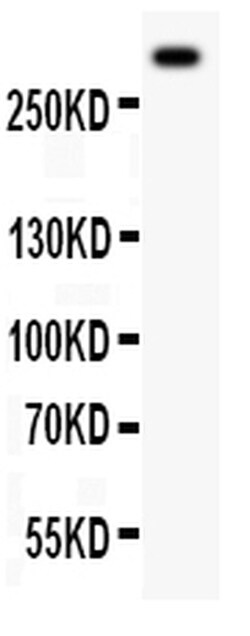 Invitrogen VWF Polyclonal Antibody 100 &mu;g; Unconjugated:Antibodies,