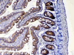 Invitrogen WFDC2 Polyclonal Antibody 100 &mu;g; Unconjugated:Antibodies,