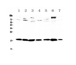 Invitrogen WFDC2 Polyclonal Antibody 100 &mu;g; Unconjugated:Antibodies,