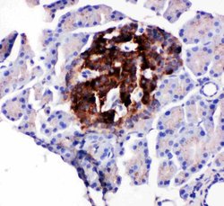 Invitrogen WISP1 Polyclonal Antibody 100 &mu;g; Unconjugated:Antibodies,