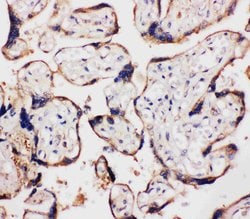 Invitrogen WISP1 Polyclonal Antibody 100 &mu;g; Unconjugated:Antibodies,