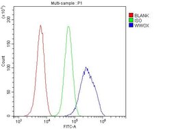 Invitrogen WWOX Polyclonal Antibody 100 &mu;g; Unconjugated:Antibodies,