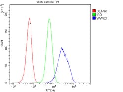 Invitrogen WWOX Polyclonal Antibody 100 &mu;g; Unconjugated:Antibodies,