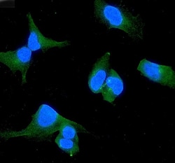 Invitrogen WWOX Polyclonal Antibody 100 &mu;g; Unconjugated:Antibodies,
