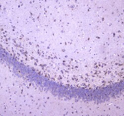 Invitrogen WWOX Polyclonal Antibody 100 &mu;g; Unconjugated:Antibodies,