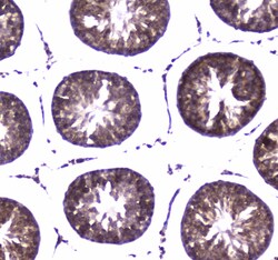 Invitrogen WWOX Polyclonal Antibody 100 &mu;g; Unconjugated:Antibodies,