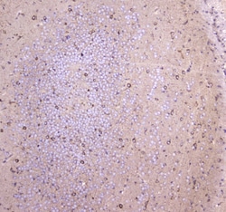 Invitrogen WWOX Polyclonal Antibody 100 &mu;g; Unconjugated:Antibodies,