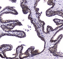 Invitrogen WWOX Polyclonal Antibody 100 &mu;g; Unconjugated:Antibodies,