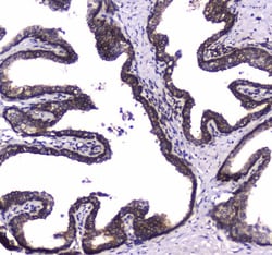 Invitrogen WWOX Polyclonal Antibody 100 &mu;g; Unconjugated:Antibodies,