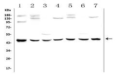 Invitrogen WWOX Polyclonal Antibody 100 &mu;g; Unconjugated:Antibodies,