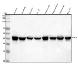 Invitrogen WWOX Polyclonal Antibody 100 &mu;g; Unconjugated:Antibodies,