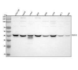 Invitrogen WWOX Polyclonal Antibody 100 &mu;g; Unconjugated:Antibodies,