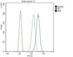 Invitrogen XDH Polyclonal Antibody 100 &mu;g; Unconjugated:Antibodies,
