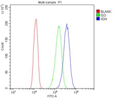 Invitrogen XDH Polyclonal Antibody 100 &mu;g; Unconjugated:Antibodies,