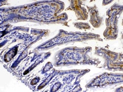 Invitrogen XDH Polyclonal Antibody 100 &mu;g; Unconjugated:Antibodies,