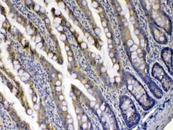Invitrogen XDH Polyclonal Antibody 100 &mu;g; Unconjugated:Antibodies,