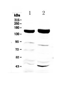Invitrogen XDH Polyclonal Antibody 100 &mu;g; Unconjugated:Antibodies,