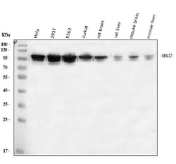 Invitrogen XRCC1 Polyclonal Antibody 100 &mu;g | Buy Online | Invitrogen&trade; | Fisher Scientific