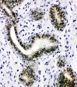 Invitrogen XRCC1 Polyclonal Antibody 100 &mu;g; Unconjugated:Antibodies,
