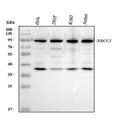 Invitrogen XRCC1 Polyclonal Antibody 100 &mu;g; Unconjugated:Antibodies,