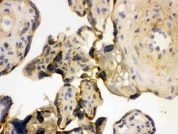 Invitrogen YBX1 Polyclonal Antibody 100 &mu;g; Unconjugated:Antibodies,