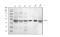 Invitrogen YBX1 Polyclonal Antibody 100 &mu;g; Unconjugated:Antibodies,