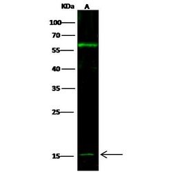 Invitrogen IFNA13 Polyclonal Antibody 100 &mu;L; Unconjugated:Antibodies,