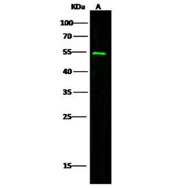 LOX-1 Polyclonal Antibody:Antibodies, Polyclonal