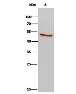 Invitrogen AARSD1 Polyclonal Antibody 100 &mu;L | Buy Online | Invitrogen&trade; | Fisher Scientific
