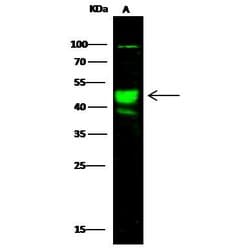Invitrogen AARSD1 Polyclonal Antibody 100 &mu;L | Buy Online | Invitrogen&trade; | Fisher Scientific