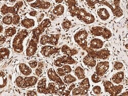Invitrogen c-Abl Polyclonal Antibody 100 &mu;L; Unconjugated:Antibodies,