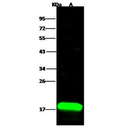 Invitrogen Acid Phosphatase 1 Polyclonal Antibody 100 &mu;L; Unconjugated:Antibodies,