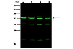 Invitrogen Arp3 Polyclonal Antibody 100 &mu;L; Unconjugated:Antibodies,