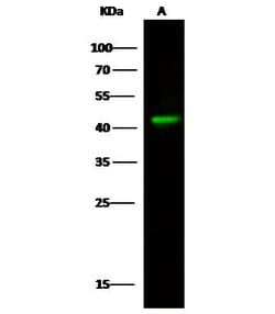 Invitrogen Aminoacylase Polyclonal Antibody 100 &mu;L; Unconjugated:Anticuerpos