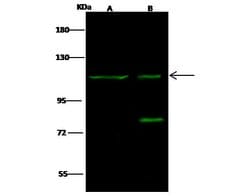 Invitrogen F4/80 Polyclonal Antibody 100 &mu;L; Unconjugated:Antibodies,