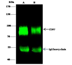 Invitrogen CD97 Polyclonal Antibody 100 &mu;L; Unconjugated:Antibodies,