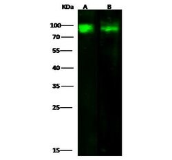 Invitrogen CD97 Polyclonal Antibody 100 &mu;L; Unconjugated:Antibodies,